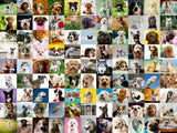 99 Lovable Dogs - 750 Large Format Piece Puzzle