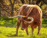 Bull Texas Longhorn