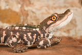 Alligator Baby - Wild Republic Living Stream Stuffed Animals