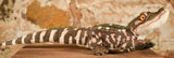 Alligator Baby - Wild Republic Living Stream Stuffed Animals